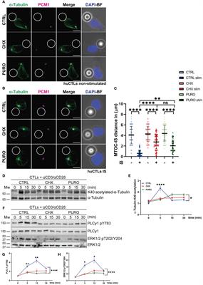 Cytosolic protein translation regulates cell asymmetry and function in early TCR activation of human CD8+ T lymphocytes